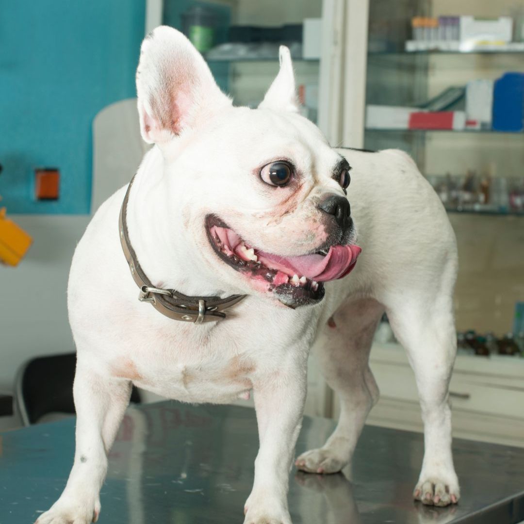 A dog standing on an examination table