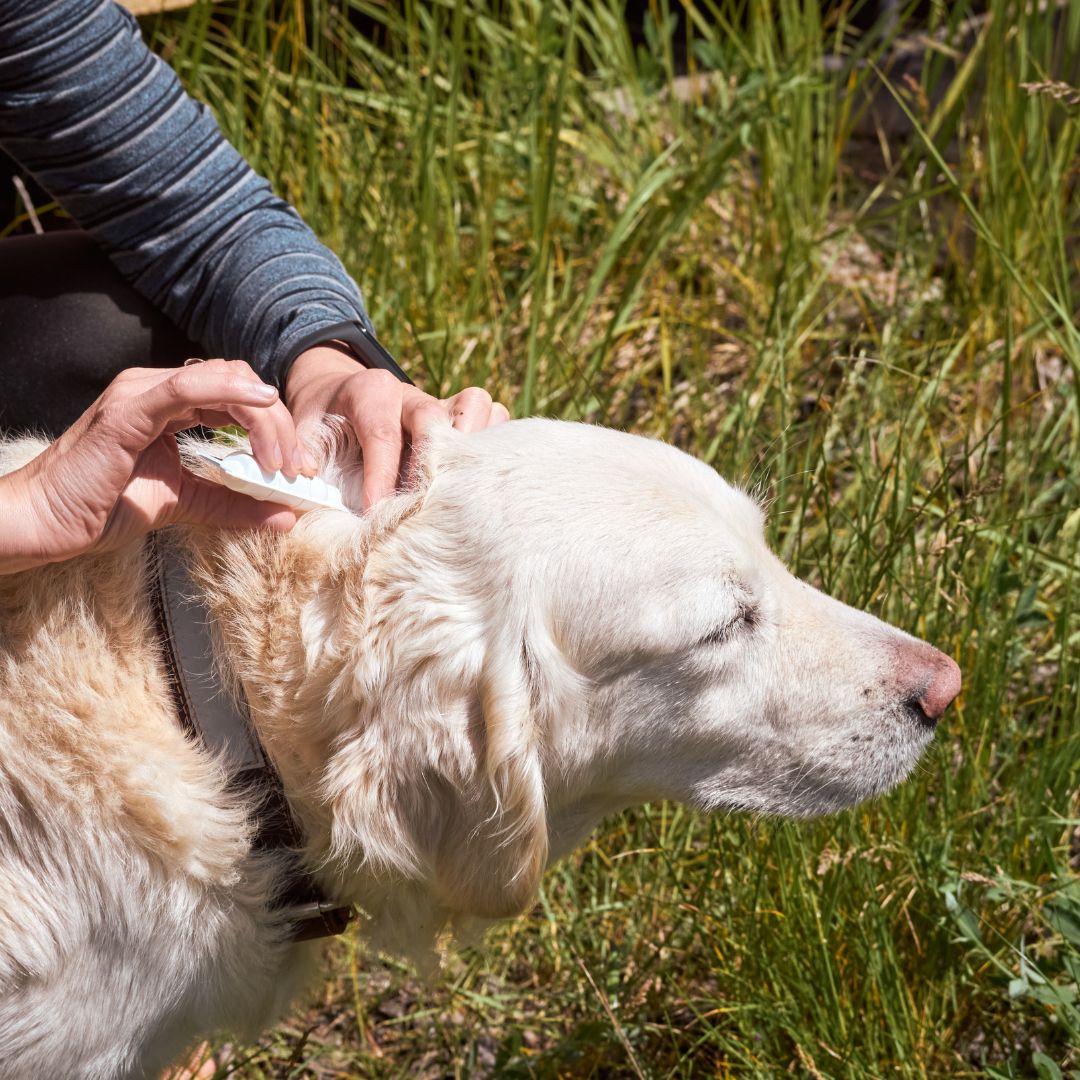 Dog Getting a Flea and Tick Repellant Drip