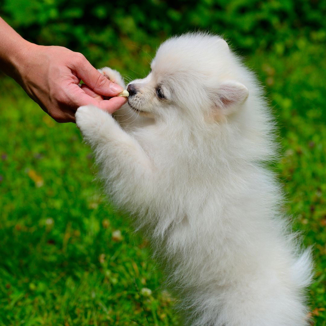 a small white dog standing on it's hind legs