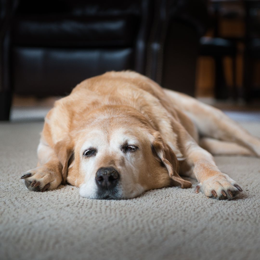 a dog lying on the floor