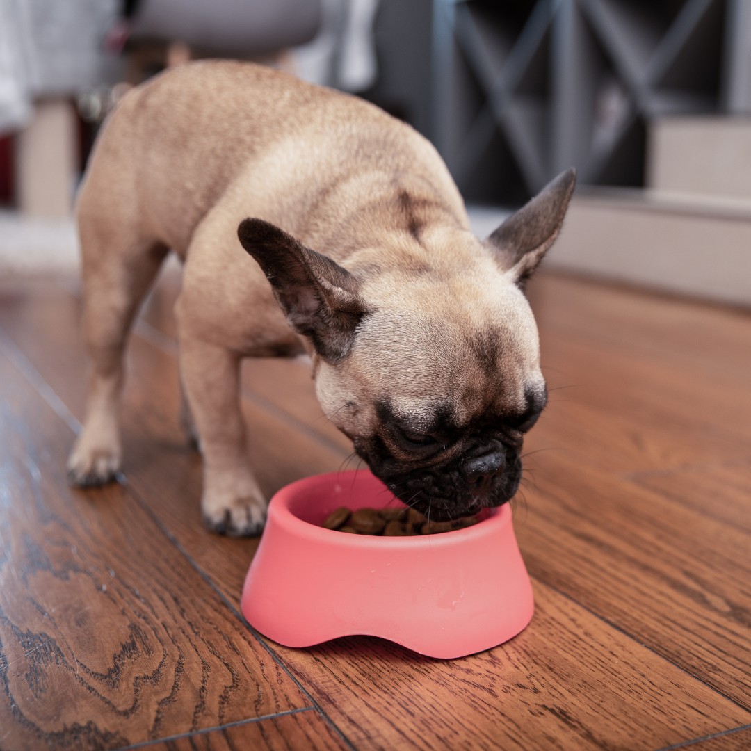 a small dog eating out of a pink bowl