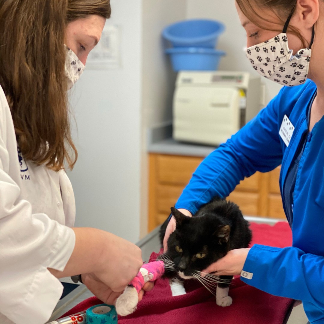 two women in scrubs petting a black and white cat