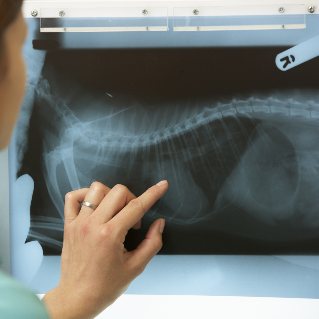 pet x-ray