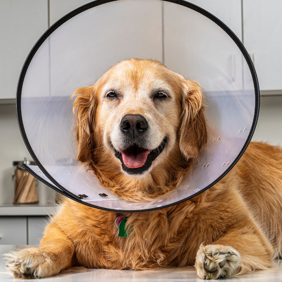 a dog wering a plastic cone