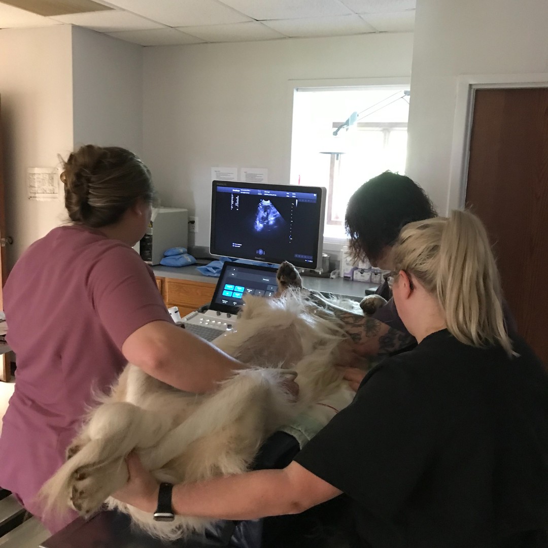 a couple of vet standing next to a white dog