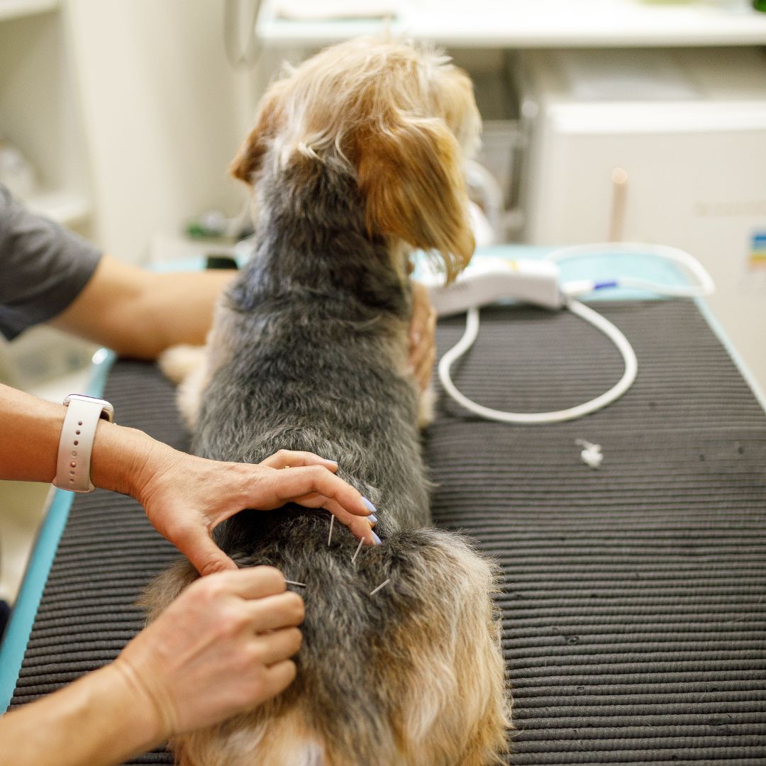 Vet treating dog with acupuncture