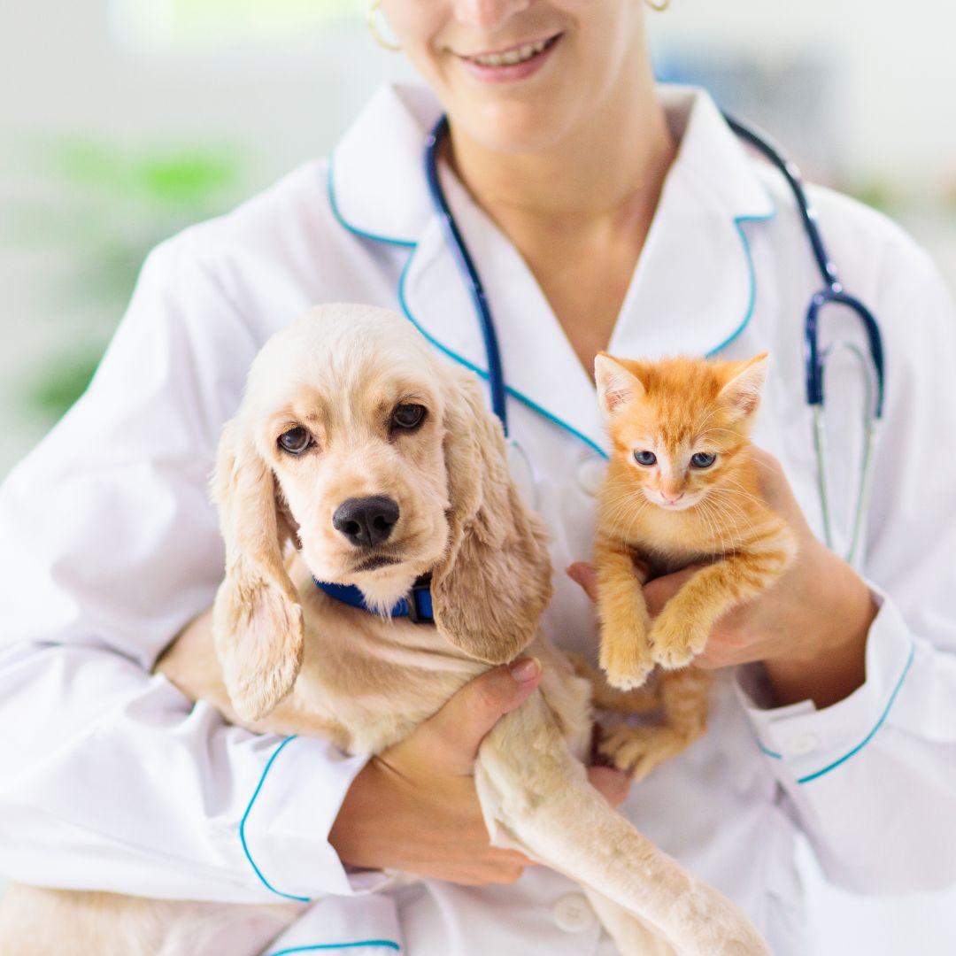 a vet holding a dog and cat