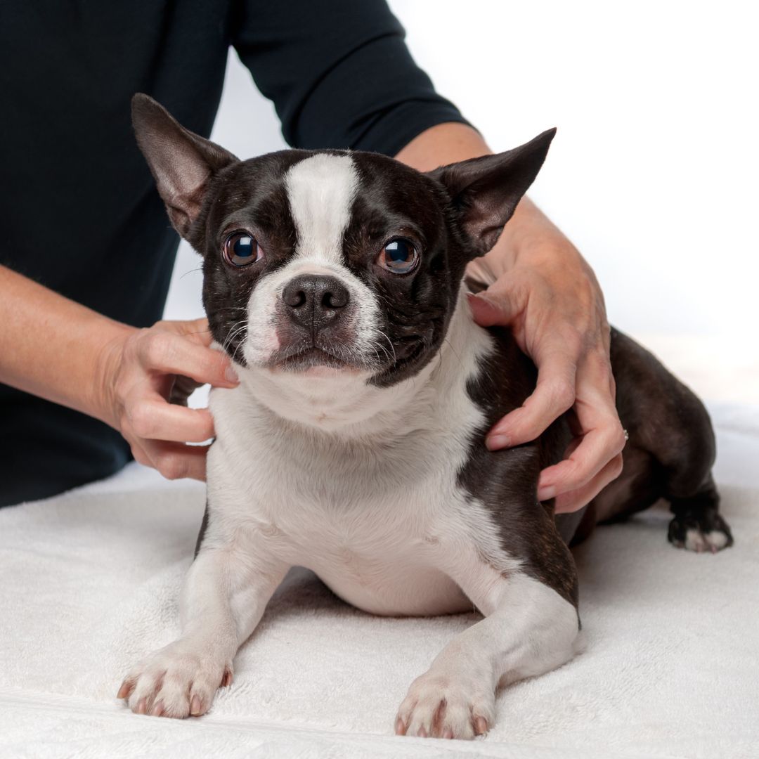 a man holding a dog