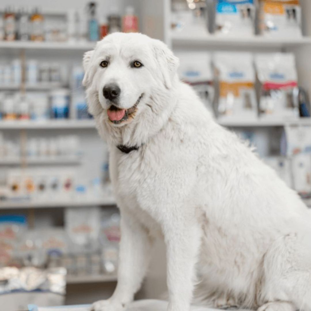 A dog standing on an examination table