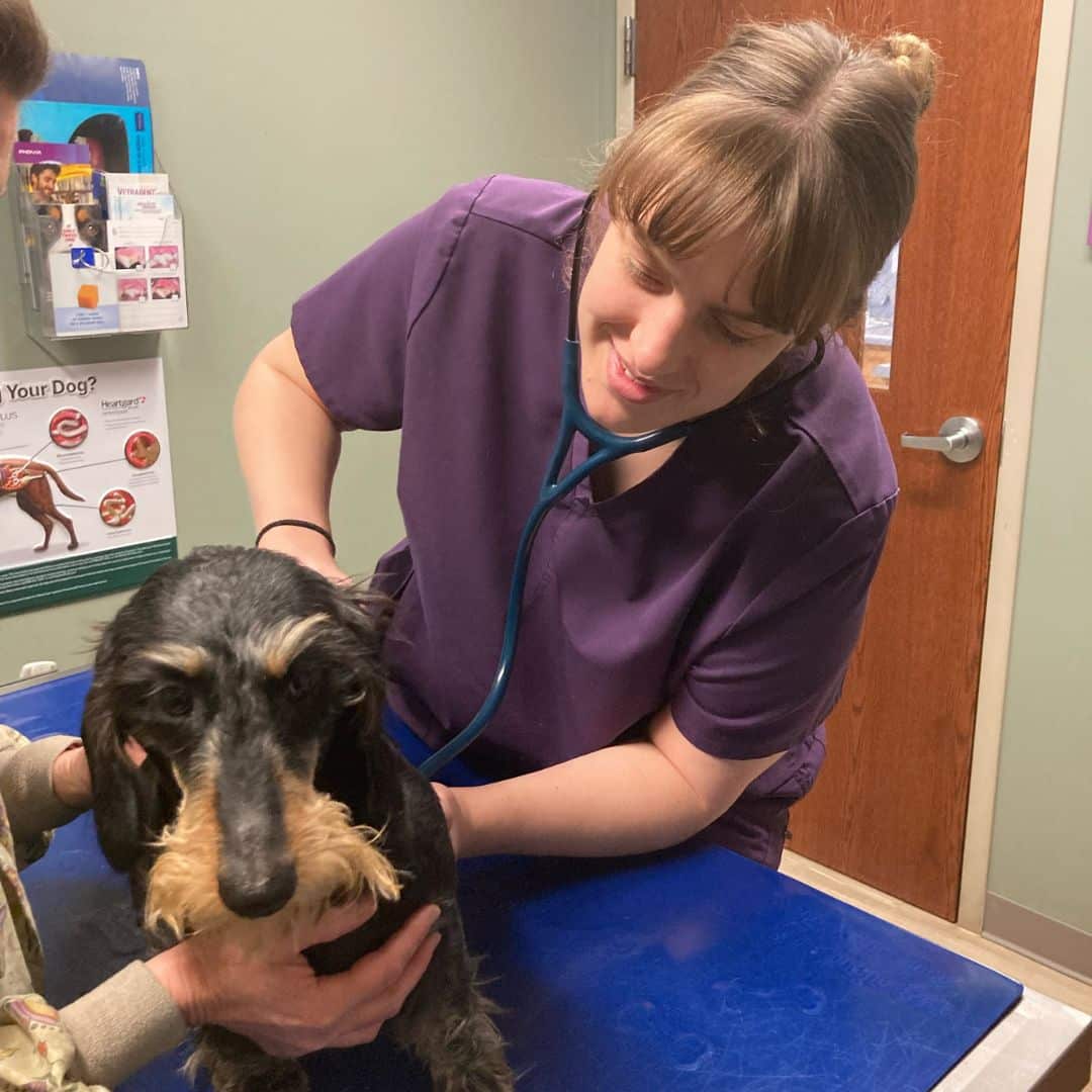 a vet holding a dog and cat